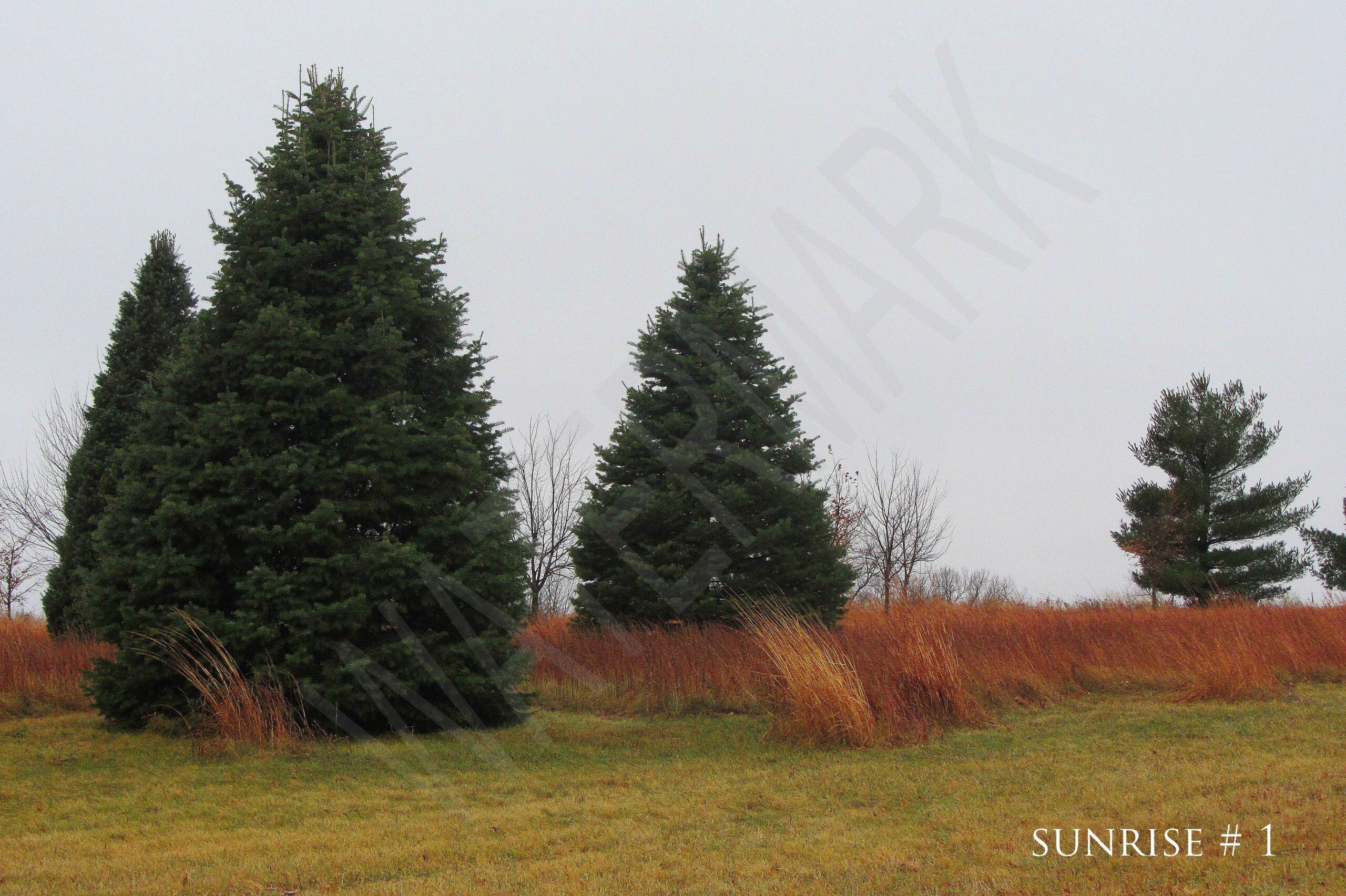 2015-12-13 DLL NE AM 002 # 1 wo br copy_wm_wm