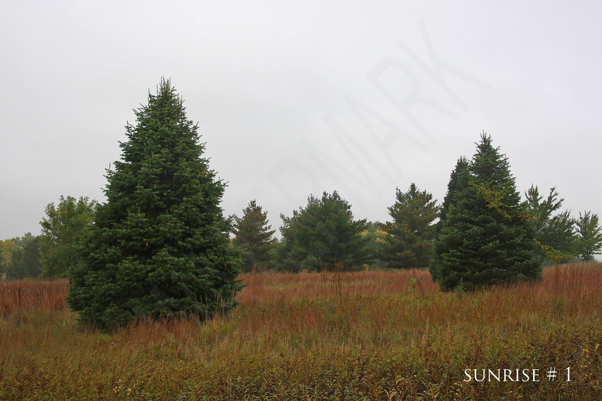 2014-10-01 DLL NE AM 055 # 1 wo br copy_wm