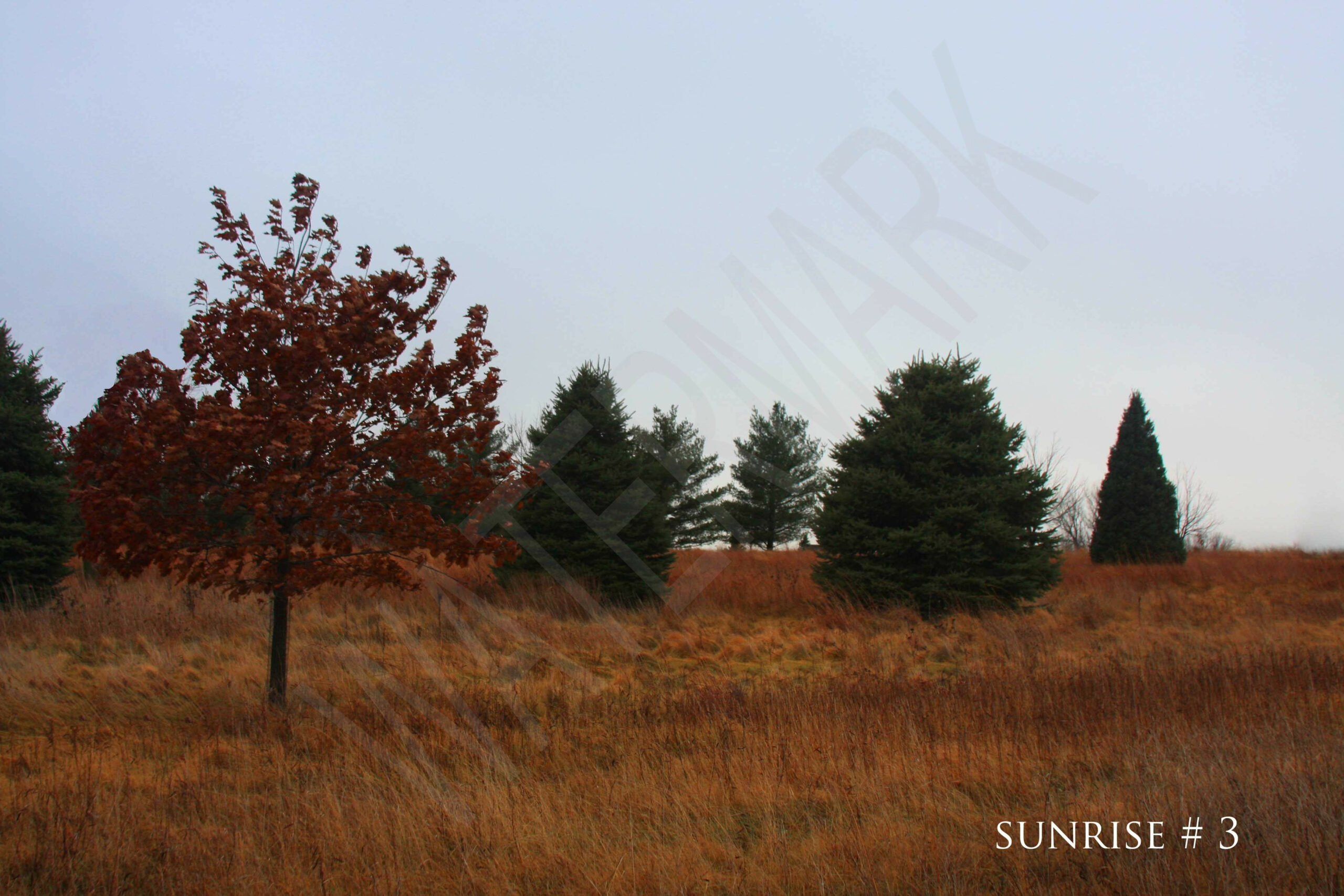 2014-12-15 DLL NE IMG_1568 003 # 3 wo br copy_wm_wm