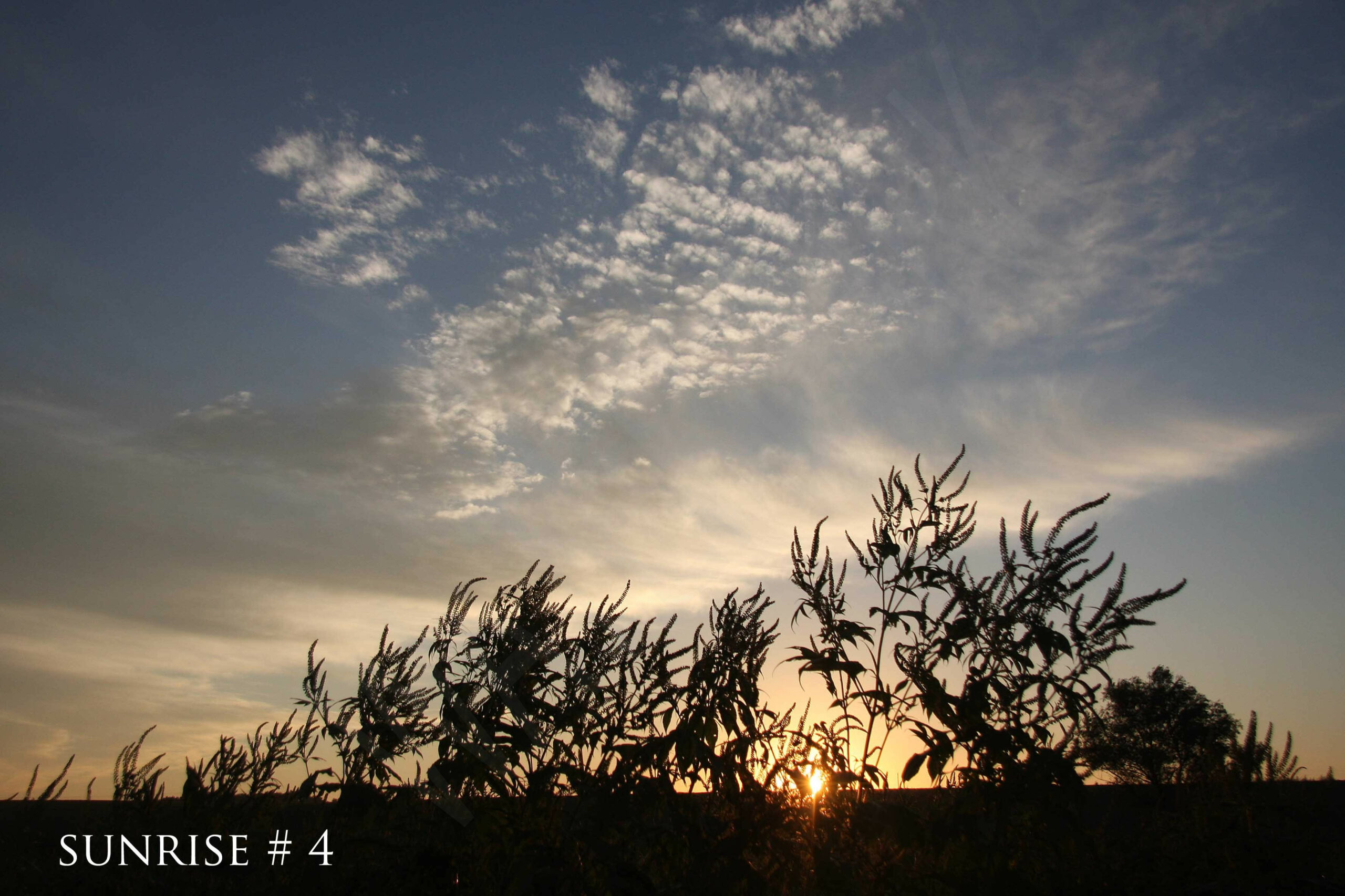 2014-08-25 DLL NE AM 018 # 4 wo br copy_wm