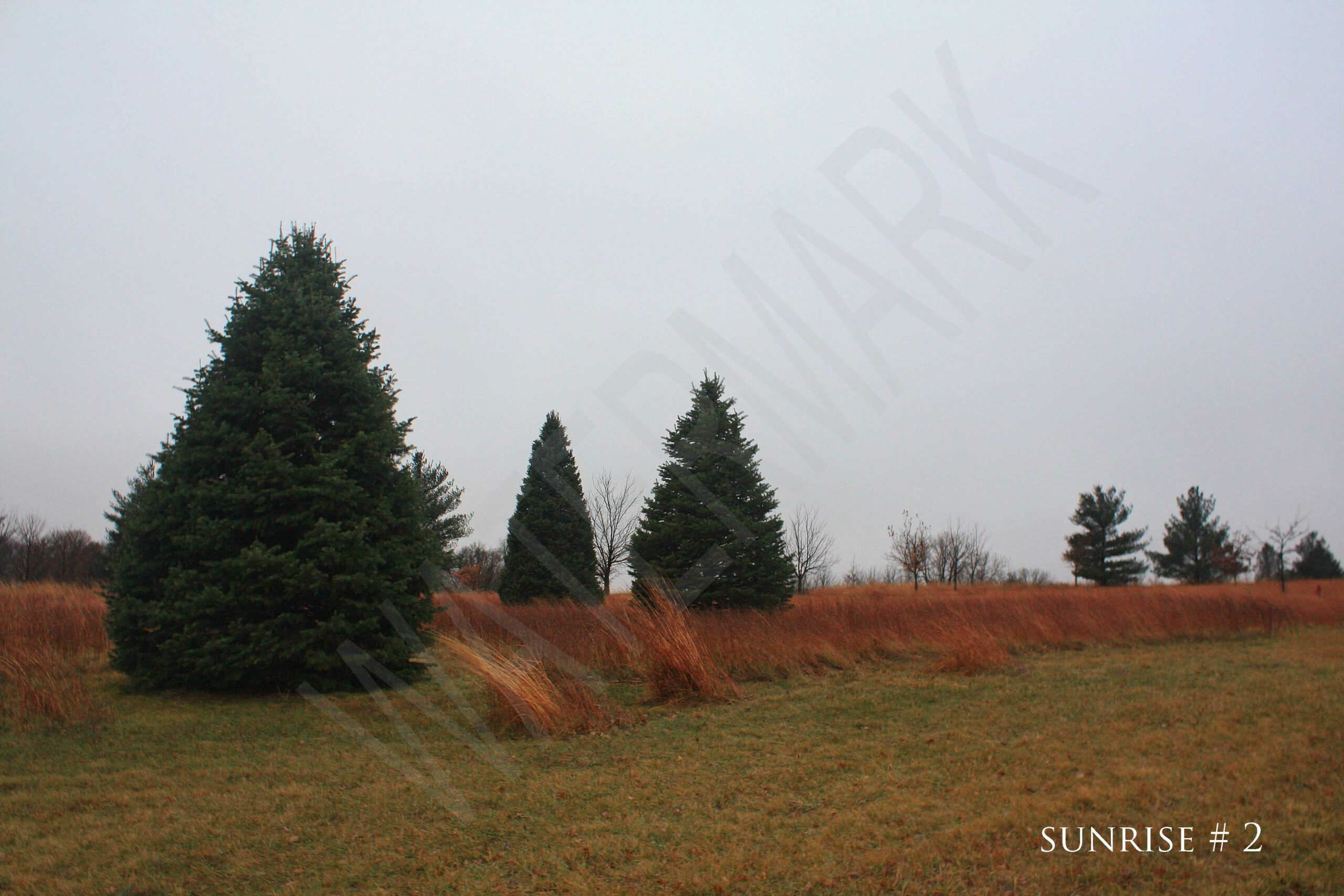 2015-12-14 DLL NE AM Rebel 009 # 2 wo br copy_wm_wm