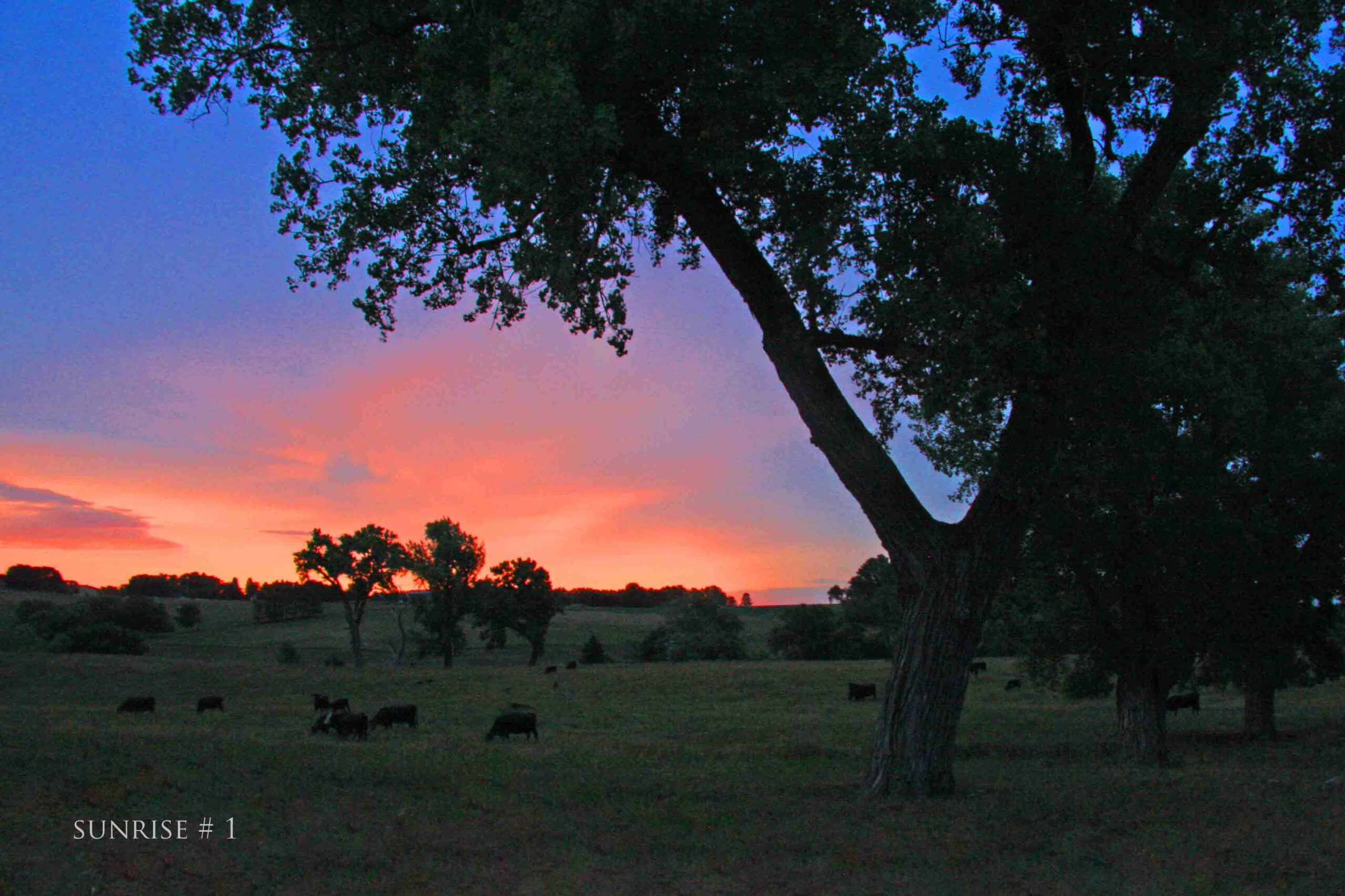 Photography #35979 from 2020-07-15 Sunrise