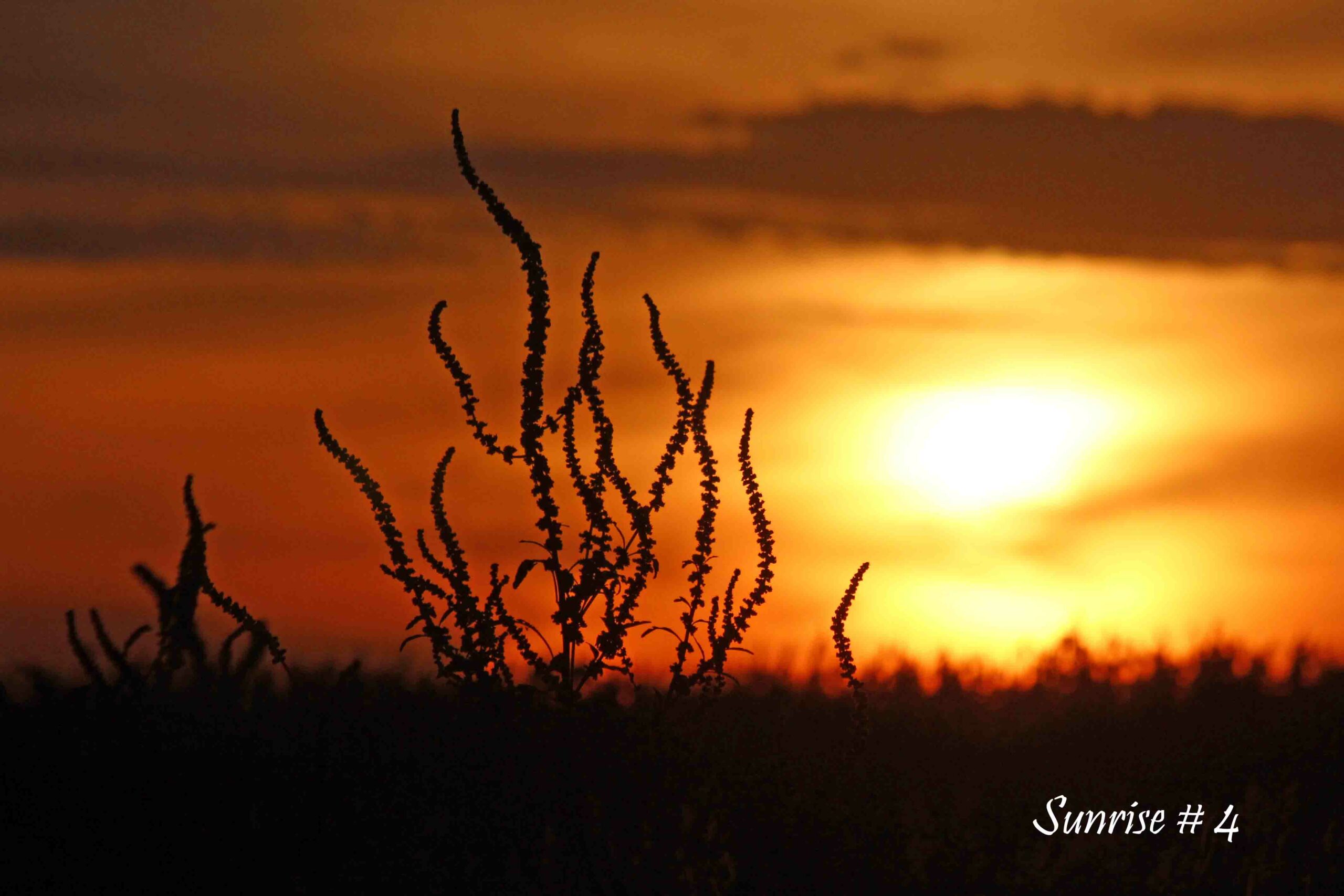 2021-09-29-_MG_4857-DSLL-NE-AM-4-copy